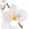 White Orchid Stem by Ashland&#xAE;